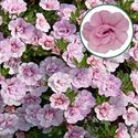 Bild von Calibrachoa double P12 Pink imp